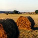 Le foto di Terranera - Panoramica Agosto