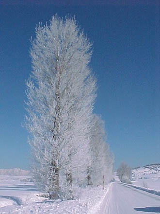 Le foto di Terranera - Alberi Gelati